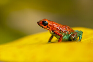 The granular poison frog (Oophaga granulifera) is a species of frog in the family Dendrobatidae, found in Costa Rica and Panama.