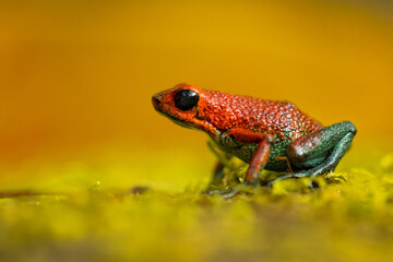 The granular poison frog (Oophaga granulifera) is a species of frog in the family Dendrobatidae, found in Costa Rica and Panama.