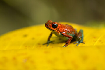 The granular poison frog (Oophaga granulifera) is a species of frog in the family Dendrobatidae, found in Costa Rica and Panama.