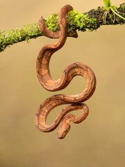 Corallus annulatus is a non-venomous boa species found in Central and South America. Three subspecies are currently recognized, including the nominate subspecies described here
