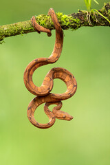 Corallus annulatus is a non-venomous boa species found in Central and South America. Three subspecies are currently recognized, including the nominate subspecies described here