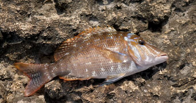 spangled emperor fish on the rocks lethrinus nebulosus fish