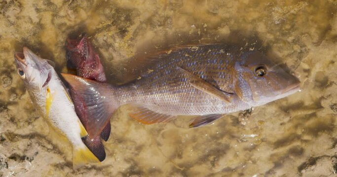 spangled emperor fish in shallow water lethrinus nebulosus fish
