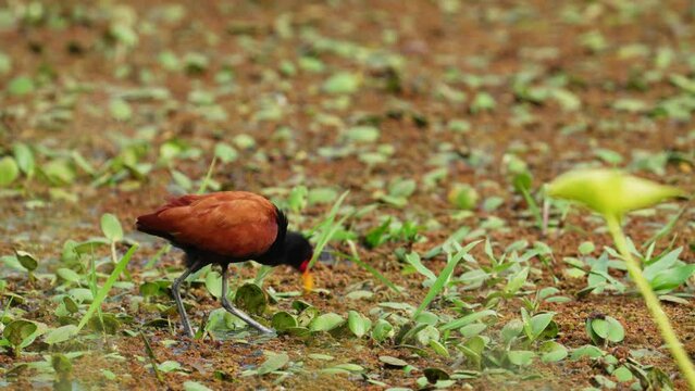 Brown and black feather wattled jacana bird slowly marching in mire land with its long and skinny grey legs while cautiously hunting and pecking on insects on the surface of the swampy vegetations.