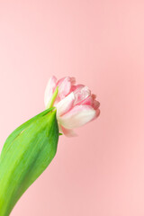Beautiful pink tulips on pastel pink background. Concept Women's Day, March 8. 8th march. Spring background.