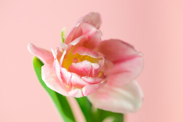 Tulip on light pink background. Design for greeting card - Mother's Day, Women Day, 8 March or Valentines Day concept.