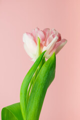 Pink tulips on a pink background. Spring concept.