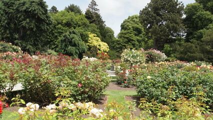 Spring rose garden