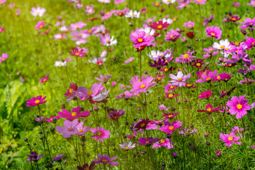 Obraz premium Field of cosmos flower uper mountian.