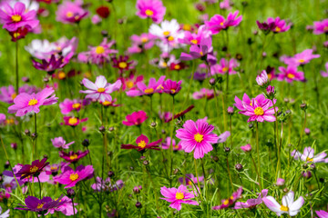 Field of cosmos flower uper mountian.