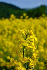 rapeseed fields in spring. details in bloom