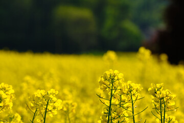Obraz premium rapeseed fields in spring. details in bloom
