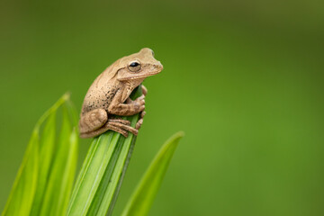 The Panama cross-banded tree frog (Smilisca sila) is a species of frog in the family Hylidae found in the humid Pacific lowlands of southwestern Costa Rica to eastern Panama and in the Caribbean