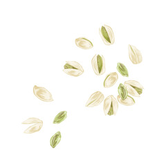 ピスタチオの手描き水彩風イラスト