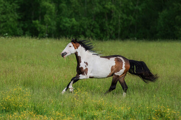 American paint horse running in the field in summer