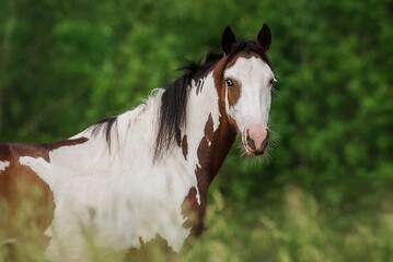 American paint horse in summer