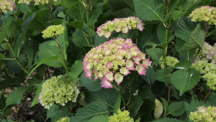 Spring flower