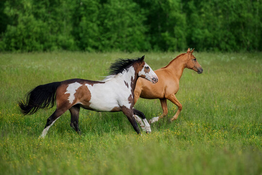 Two horses running in the field in summer