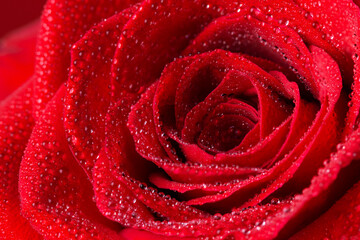 Beautiful red rose flower with water drops closeup. Macrophotography of rose flower head. Natural flower background.