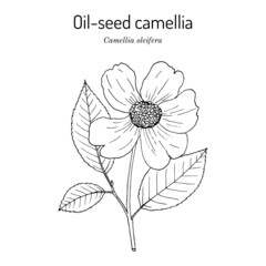 Oil-seed or tea oil camellia Camellia oleifera , edible and ornamental plant - obrazy, fototapety, plakaty