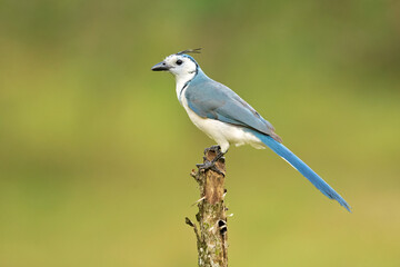 The white-throated magpie-jay (Calocitta formosa) is a large Central American species of magpie-jay. It ranges in Pacific-slope thorn forest from Jalisco, Mexico to Guanacaste, Costa Rica.