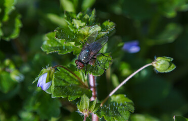 A large black fly on a plant leaf