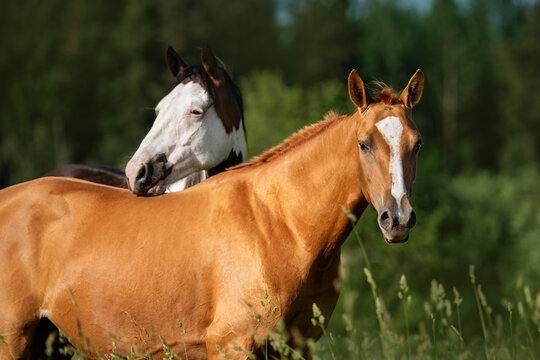 Two horses together in summer