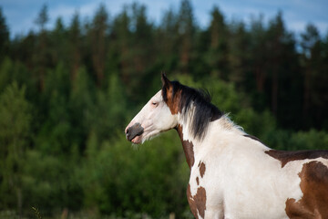 Portrait of american paint horse in summer