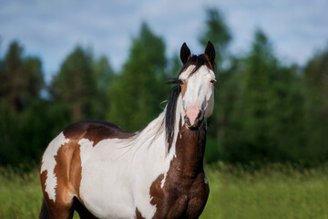 Beautiful american paint horse in the field in summer