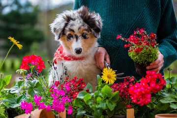Woman with adorable Australian Shepherd puppy and spring flower seedlings. Gardener's helper.
