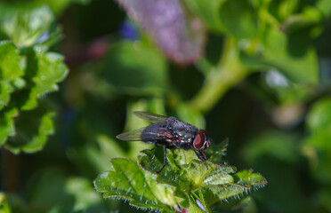 A large black fly on a plant leaf
