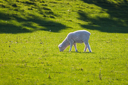 white lamb in a meadow