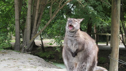 Animal