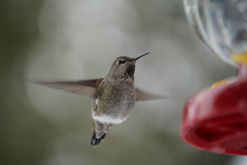 ハミングバード　羽ばたき　ハチドリ　飛んでいる　バードフィーダー　