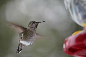 ハチドリ　冬の　ハミングバード　可愛い　飛ぶ　小さい　鳥　野鳥観察　雪