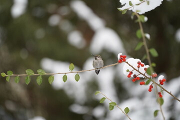 ハチドリ　冬の　ハミングバード　可愛い　飛ぶ　小さい　鳥　野鳥観察　雪