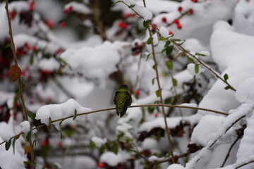ハチドリ　冬の　ハミングバード　可愛い　飛ぶ　小さい　鳥　野鳥観察　雪