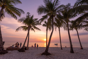 Palm trees at sunset in Phu Quoc island
