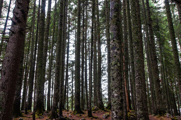trees in the forest, pine forest near the lake