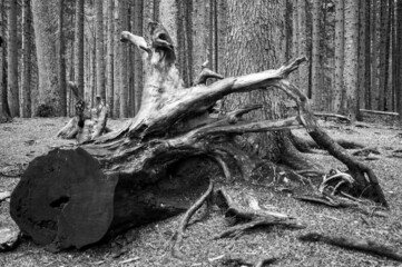 a fallen tree in the forest, black&white