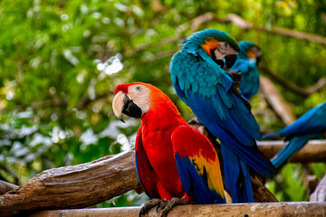 Colorful Macaw Parrots Red, blue and yellow standing on perch with nature blurry background