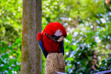 Red and blue Colorful Macaw Parrot standing on wooden perch with nature blurry background
