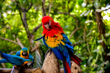 Red and Blue Macaw parrot standing on perch with blue and yellow parrots in the background