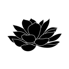 Obraz premium Succulent echeveria in simple style, vector illustration. Desert flower for print and design. Silhouette mexican plant, graphic isolated element on a white background. Houseplant for decor interior