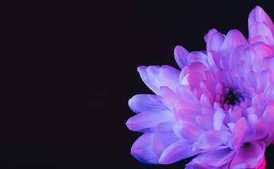 Floral art. Minimal background. Purple pink flowers on black mirror surface