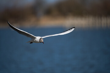 Close-up of a black-headed gull in flight