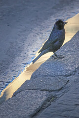 Little bird