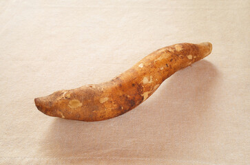 布の上にヤーコンが1本　スペース有り