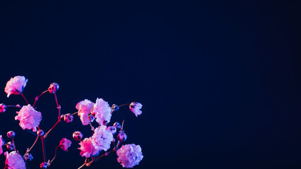 Flower blossom background. Neon pink blue bloom on black mirror surface.