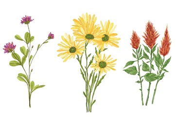 Botanical illustration, wild flowers, for postcard, invitation